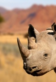 rhinoceros-noir