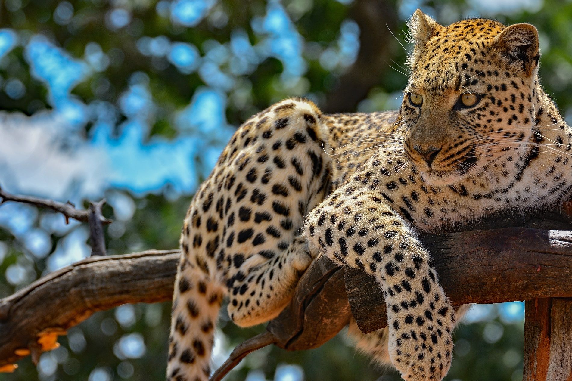 safari-namibie