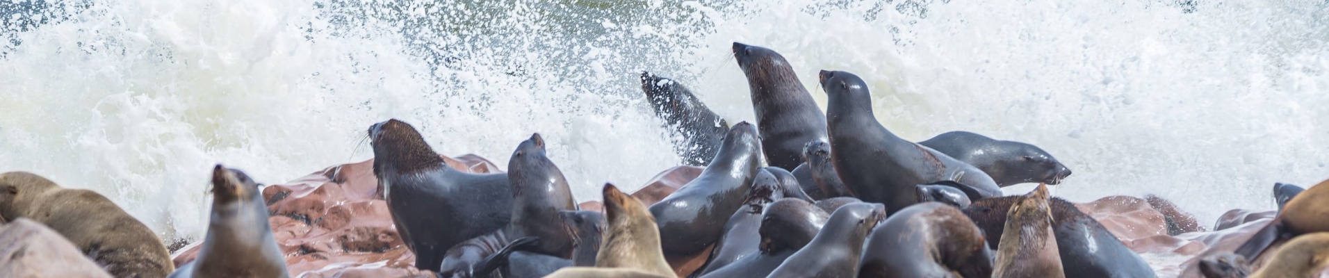 The seal colony at Cape Cross, on the atlantic coast of Namibia, Africa. View on the shoreline and the rough waving ocean.