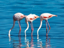 flamant-rose-walvis-bay-namibie