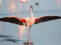 flamant-rose-walvis-bay-namibie