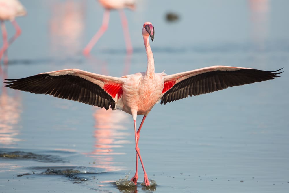 flamant-rose-walvis-bay-namibie