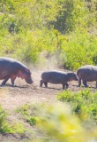 hippopotame-namibie