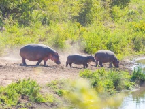 hippopotame-namibie