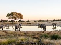parc-etosha-elephants-namibie