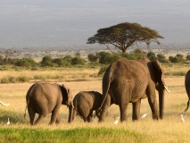 parc-etosha-namibie