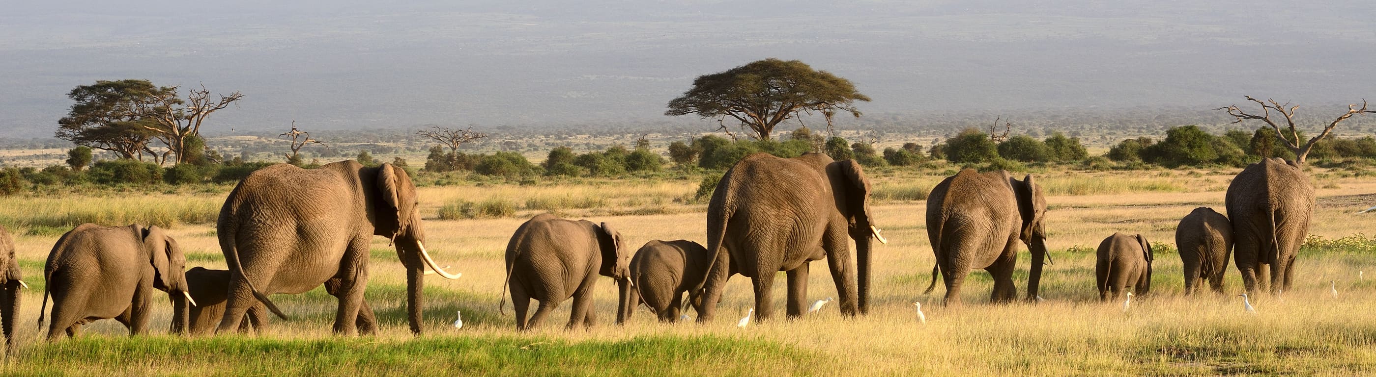 parc national d'etosha