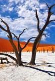 Dead Camelthorn Trees against red dunes and blue sky in Deadvlei, Sossusvlei. Namib-Naukluft National Park, Namibia, Africa