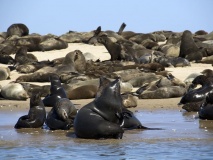 phoque-walvis-bay-namibie