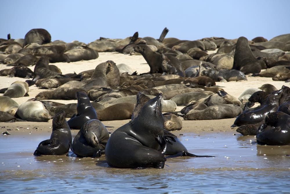 phoque-walvis-bay-namibie