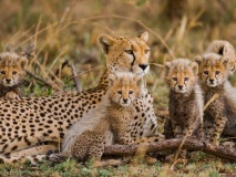 reserve-cheetah-otjiwarongo-namibie