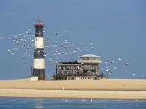 walvis-bay-pelican-namibie