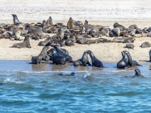 walvsi-bay-namibie-phoque