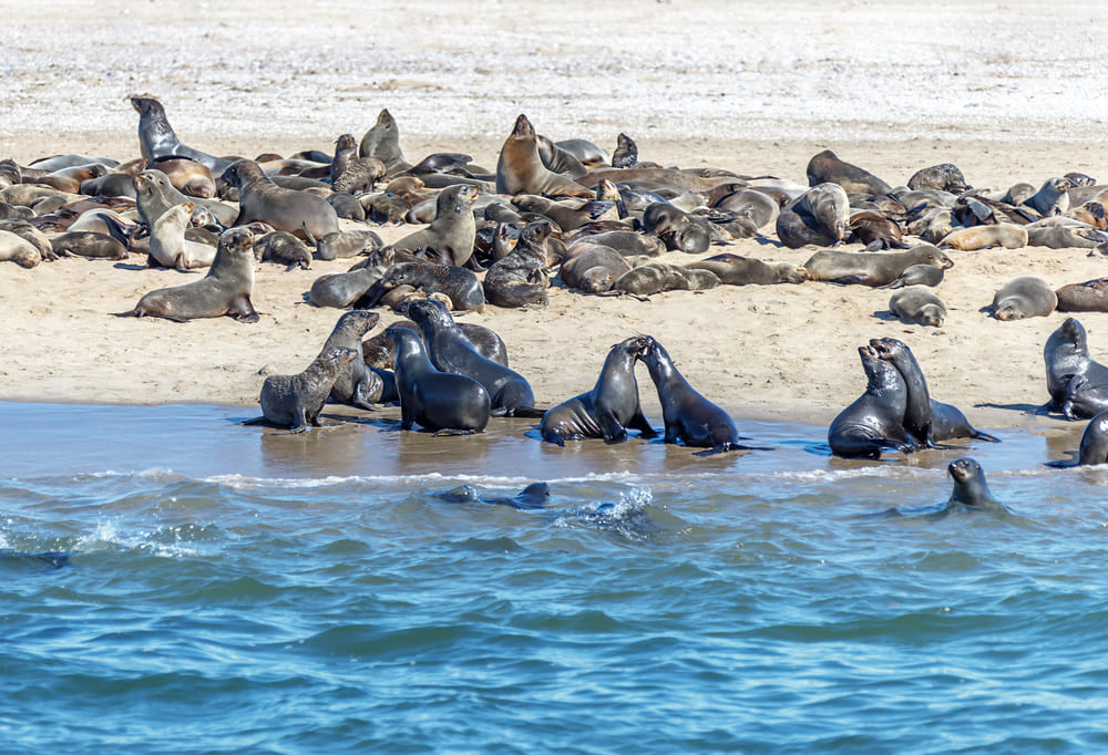 walvsi-bay-namibie-phoque