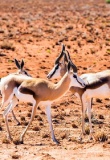 Antilopes Namibie