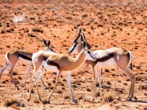 Antilopes Namibie