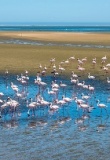 Flamants roses Namibie