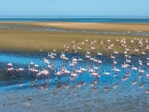 Flamants roses Namibie