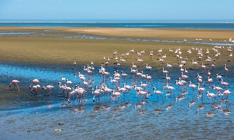 Flamants roses Namibie