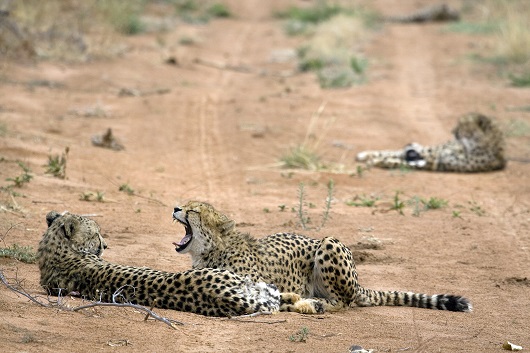Guépards Namibie