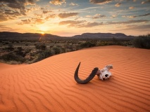 Kalahari - Namibie