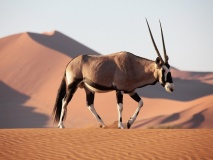 Desert du Namib-Namibie