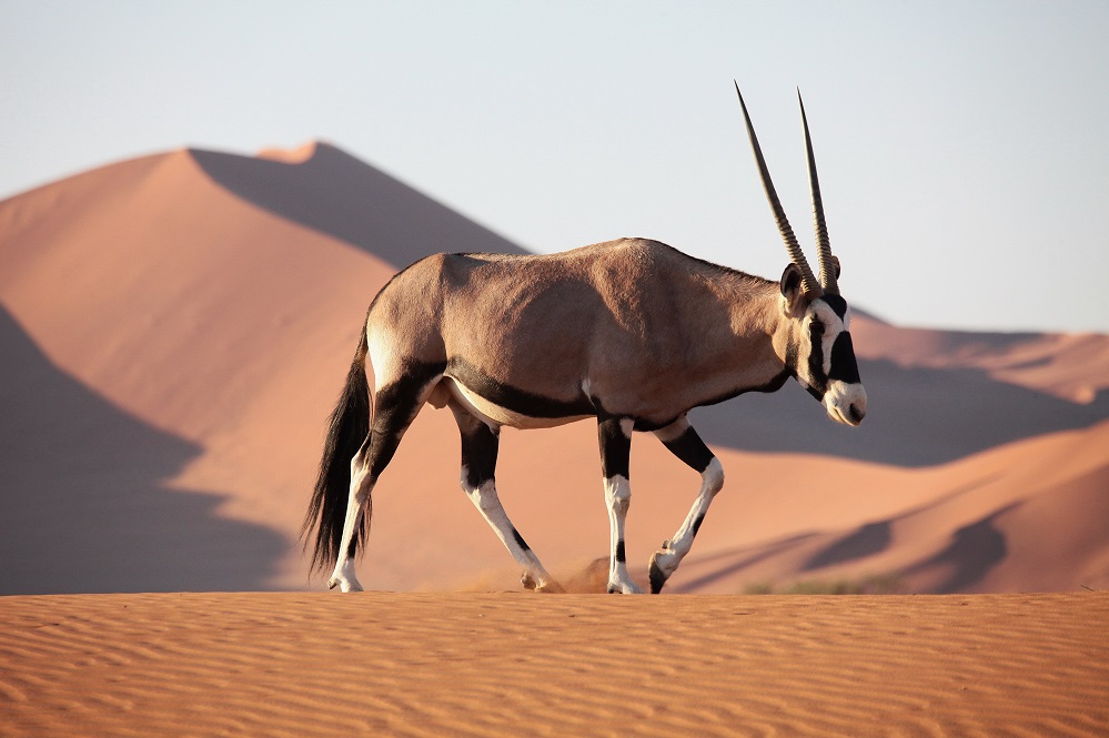 Desert du Namib-Namibie