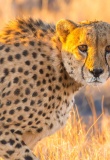 guepard namibie
