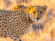 guepard namibie