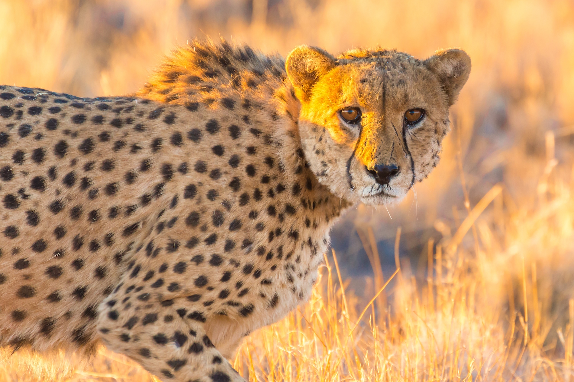 guepard namibie