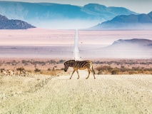 Zèbre traversant une route namibie