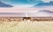 Zèbre traversant une route namibie