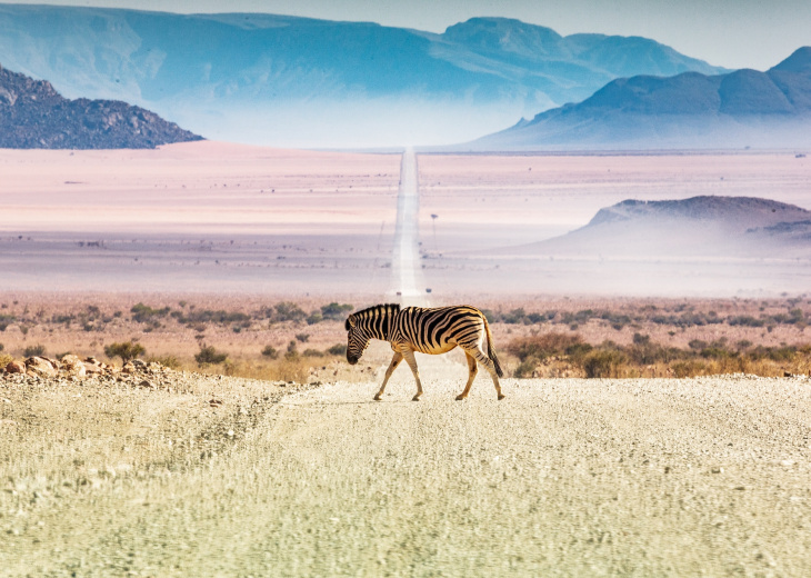 Zèbre traversant une route namibie