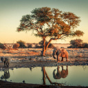 Etosha Parc National Namibie