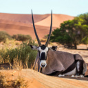 Gemsbok - Namibie