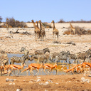 etosha-namibie