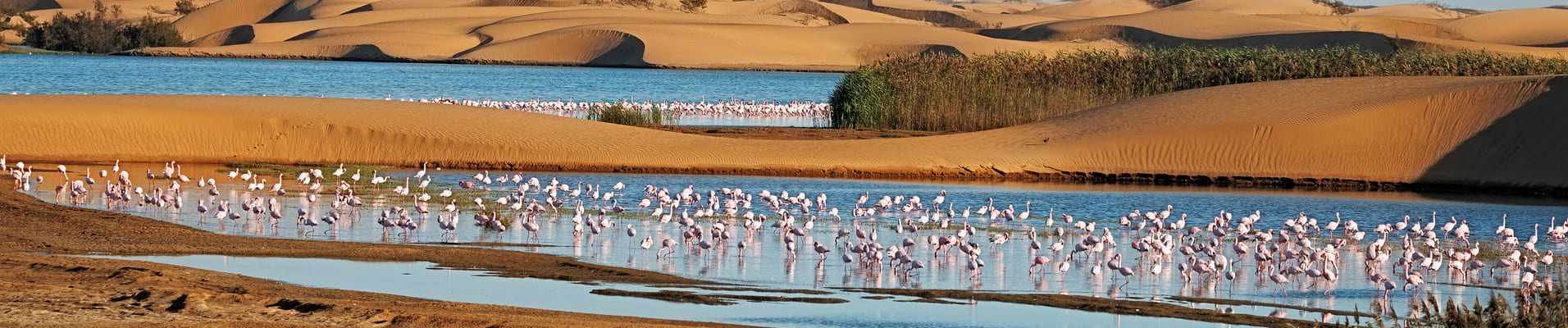 flamants-roses-namibie