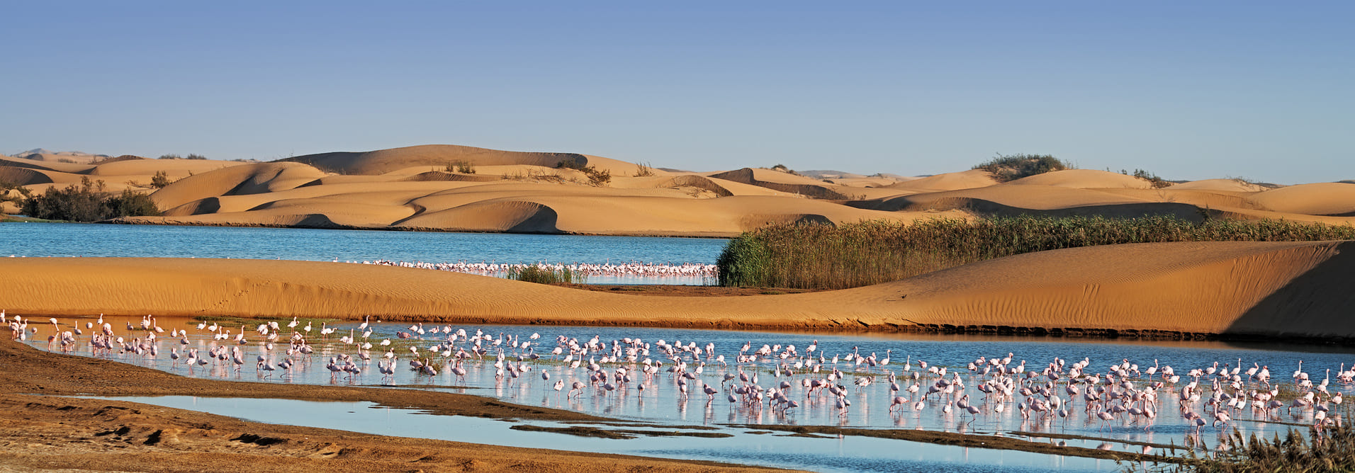 flamants-roses-namibie