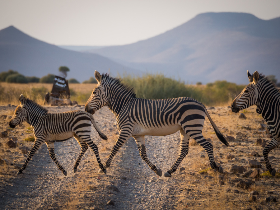 zebres-namibie