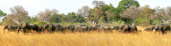 elephant-chobe-botswana
