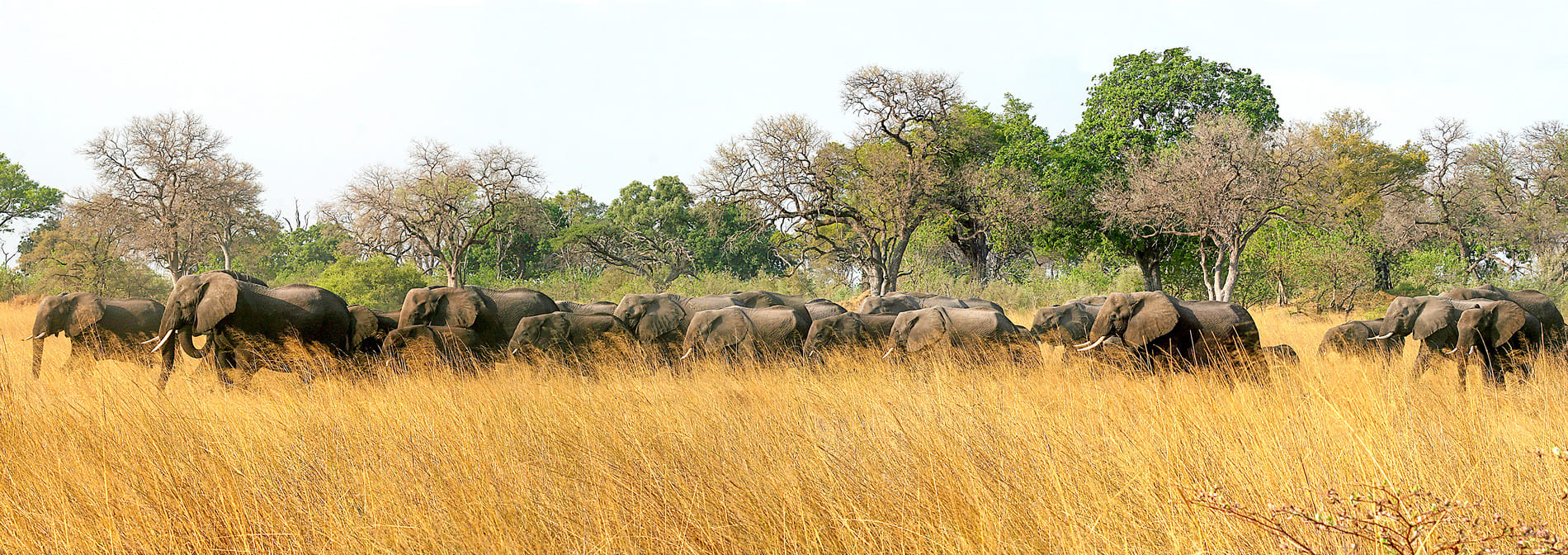 elephant-chobe-botswana