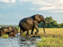Eléphants au Parc National de Chobe