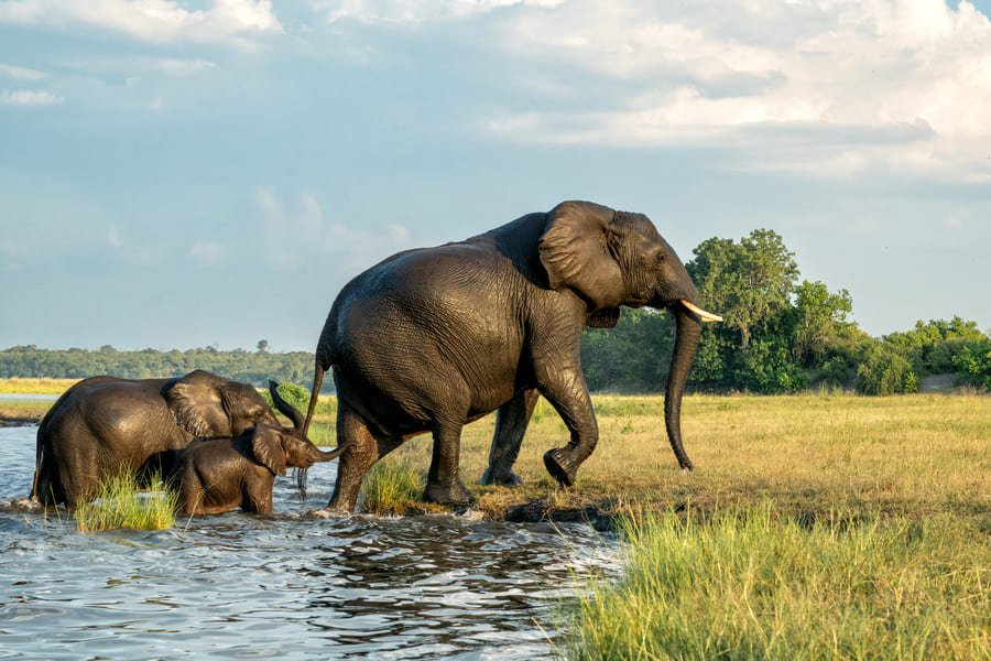 Eléphants au Parc National de Chobe