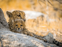 Guépards à Etosha