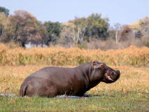 Hippopotame au Mahango Game Reserve