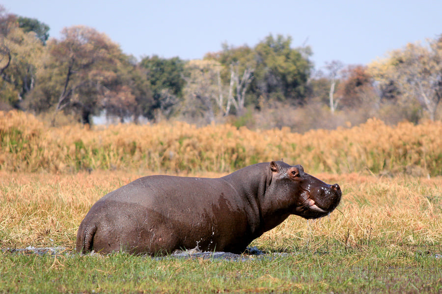 Hippopotame au Mahango Game Reserve