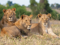 Lions au Parc National de Chobe