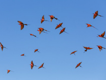 Oiseaux du parc national Caprivi