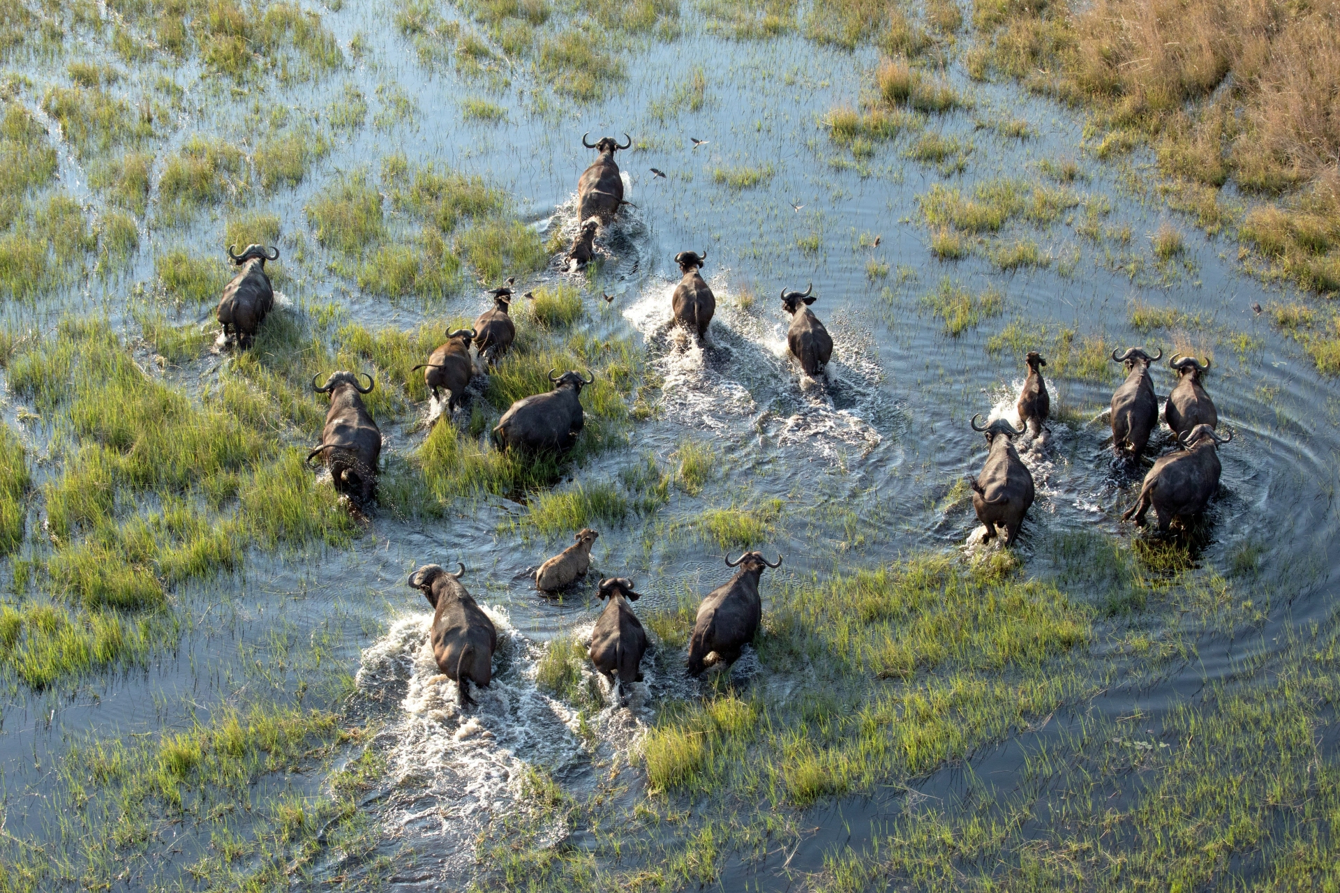 Voyage sur mesure Botswana