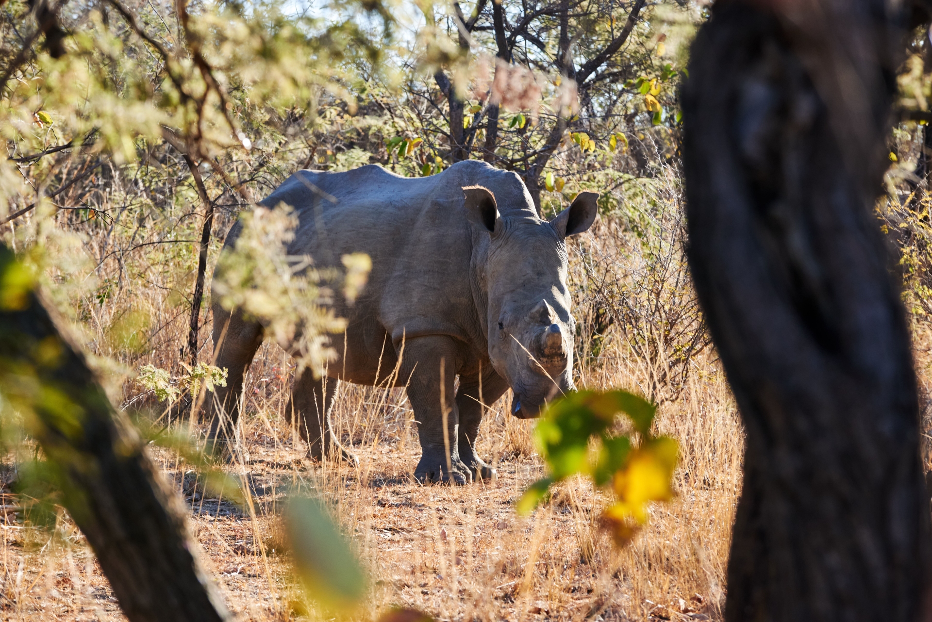 Voyage sur mesure Zimbabwe